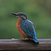 eisvogel 3